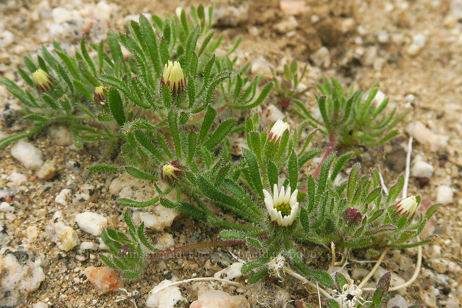 Mojave desert stars, budding (Monoptilon bellioides) [south of East Butte, Ocotillo Wells SVRA, San Diego County, California]