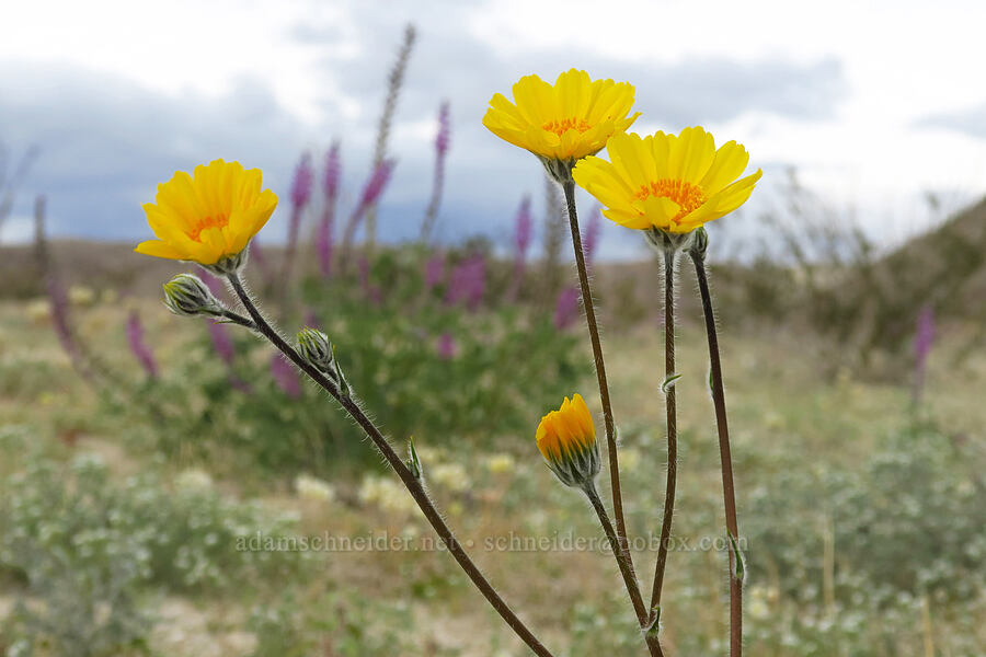 desert sunflowers (Geraea canescens) [south of East Butte, Ocotillo Wells SVRA, San Diego County, California]