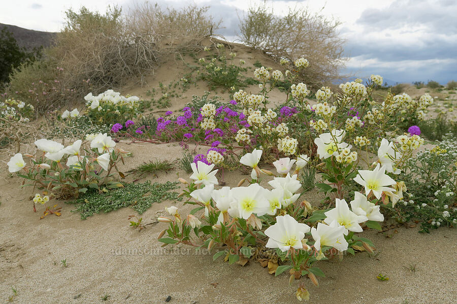 dune evening primrose, brown-eyed primrose, & sand-verbena (Oenothera deltoides, Chylismia claviformis (Camissonia claviformis), Abronia villosa) [Shell Reef Expressway, Ocotillo Wells SVRA, San Diego County, California]
