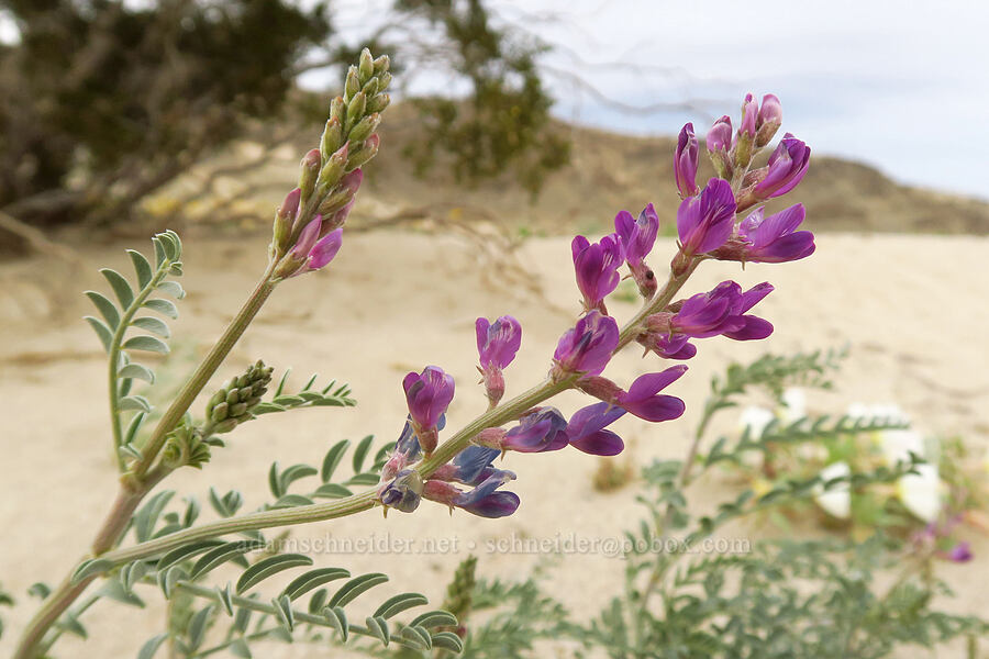 Borrego milk-vetch (Astragalus lentiginosus var. borreganus) [Shell Reef Expressway, Ocotillo Wells SVRA, San Diego County, California]