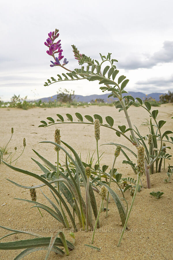 desert plantain & Borrego milk-vetch (Plantago ovata, Astragalus lentiginosus var. borreganus) [Shell Reef Expressway, Ocotillo Wells SVRA, San Diego County, California]