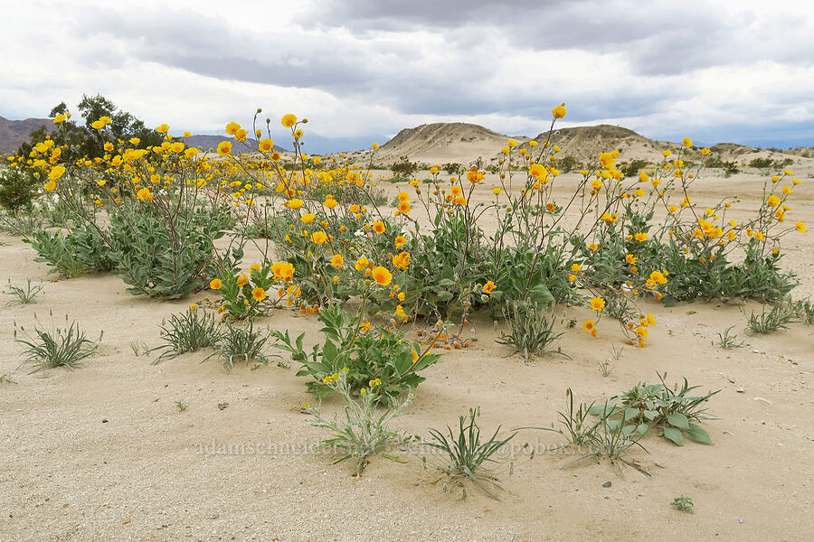 desert sunflowers (Geraea canescens) [Shell Reef Expressway, Ocotillo Wells SVRA, San Diego County, California]