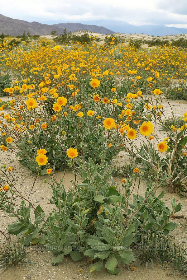 desert sunflowers (Geraea canescens) [Shell Reef Expressway, Ocotillo Wells SVRA, San Diego County, California]