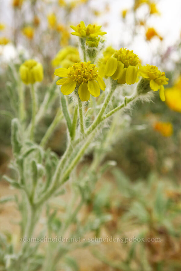 laxflower (Colorado desert marigold) (Baileya pauciradiata) [Shell Reef Expressway, Ocotillo Wells SVRA, San Diego County, California]