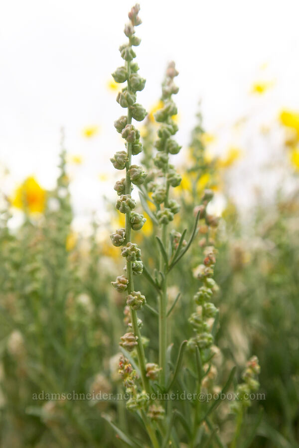 line-leaf white-puff (Oligomeris linifolia (Reseda linifolia)) [Shell Reef Expressway, Ocotillo Wells SVRA, San Diego County, California]