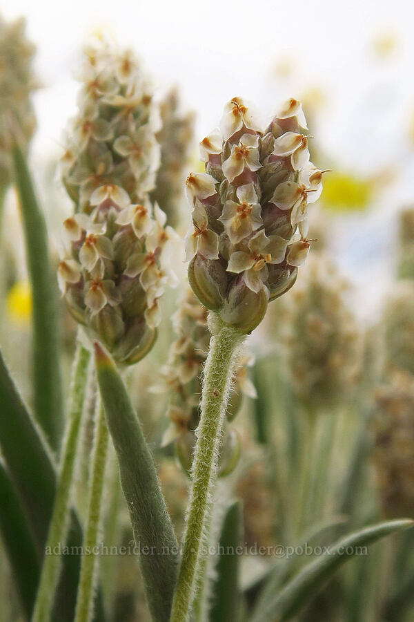 desert plantain (Plantago ovata) [Shell Reef Expressway, Ocotillo Wells SVRA, San Diego County, California]