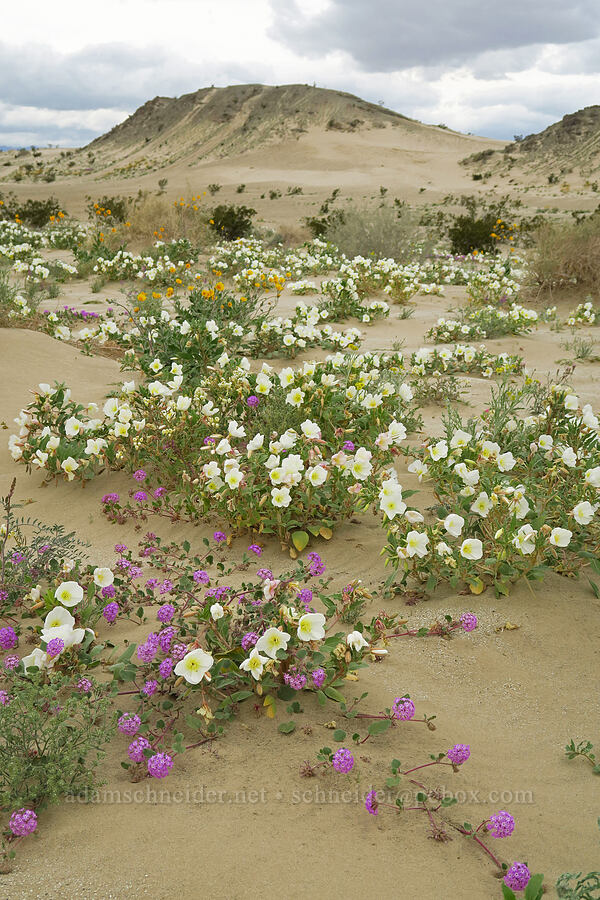 desert wildflowers (Oenothera deltoides, Abronia villosa, Geraea canescens, Astragalus lentiginosus var. borreganus, Chylismia claviformis (Camissonia claviformis)) [Shell Reef Expressway, Ocotillo Wells SVRA, San Diego County, California]