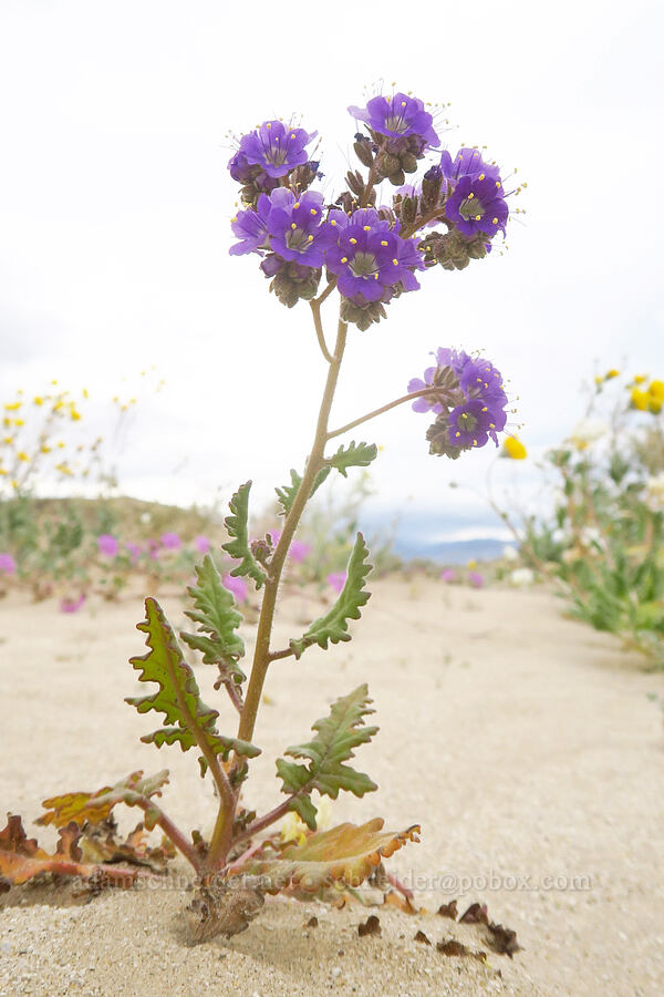 notch-leaved phacelia (Phacelia crenulata) [Shell Reef Expressway, Ocotillo Wells SVRA, San Diego County, California]
