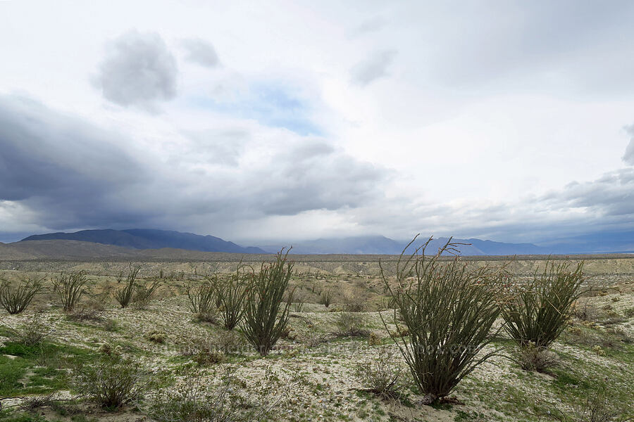 ocotillo & rain clouds (Fouquieria splendens) [California SR-78, Anza-Borrego Desert State Park, San Diego County, California]