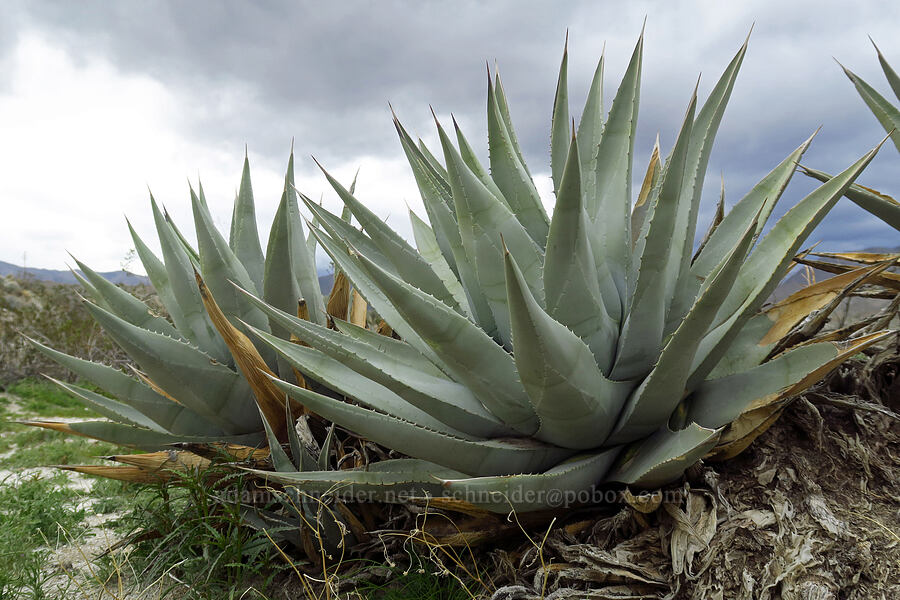 desert agave (Agave deserti) [California SR-78, Anza-Borrego Desert State Park, San Diego County, California]