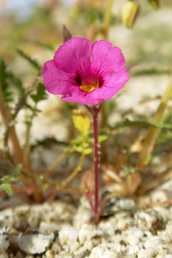 Bigelow's monkeyflower (Diplacus bigelovii (Mimulus bigelovii)) [Mountain Palm Springs, Anza-Borrego Desert State Park, San Diego County, California]