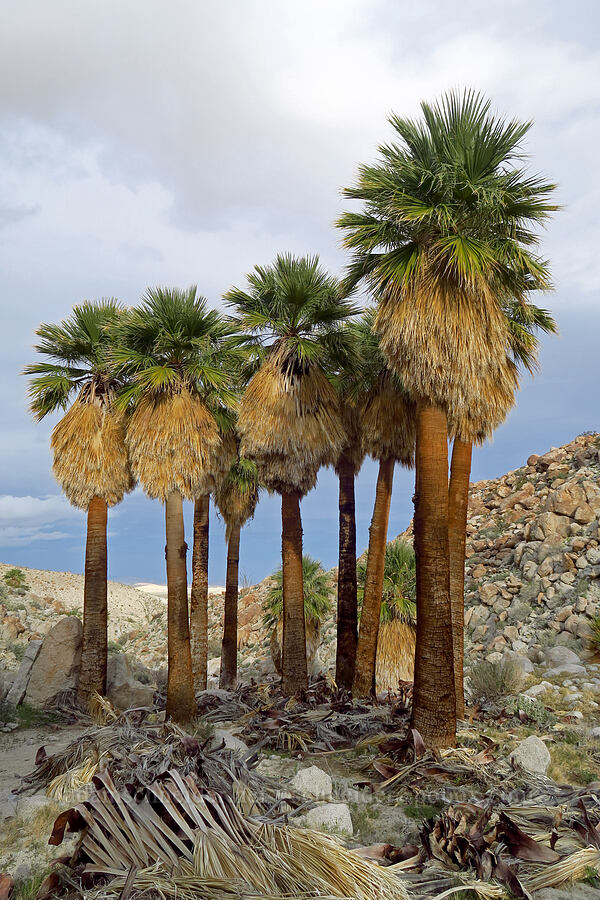 California fan palms (Washingtonia filifera) [Mountain Palm Springs, Anza-Borrego Desert State Park, San Diego County, California]