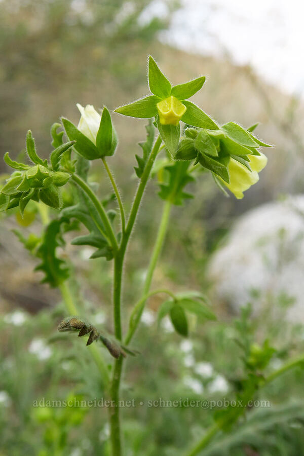 whispering bells (Emmenanthe penduliflora) [Mountain Palm Springs, Anza-Borrego Desert State Park, San Diego County, California]