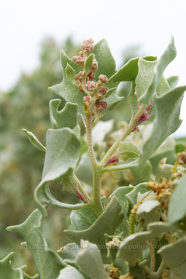 desert holly (male flowers) (Atriplex hymenelytra) [Mountain Palm Springs, Anza-Borrego Desert State Park, San Diego County, California]
