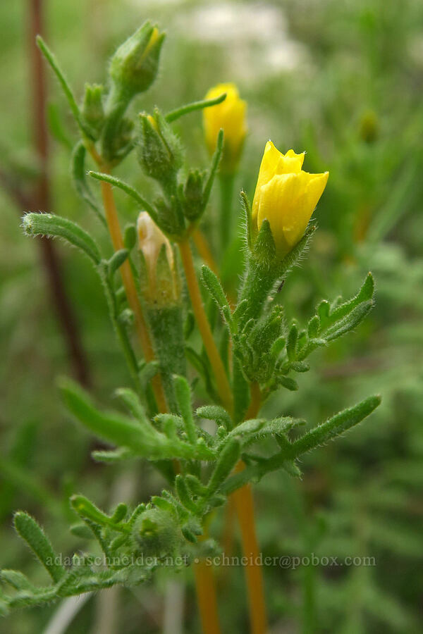yellow comet (hydra blazing-star) (Mentzelia affinis) [Mountain Palm Springs, Anza-Borrego Desert State Park, San Diego County, California]