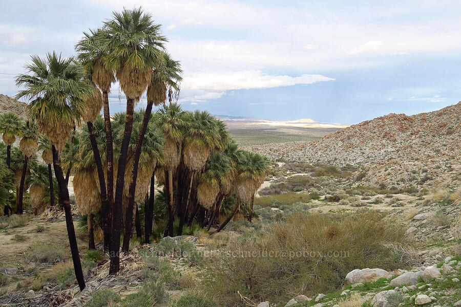 California fan palms (Washingtonia filifera) [Mountain Palm Springs, Anza-Borrego Desert State Park, San Diego County, California]