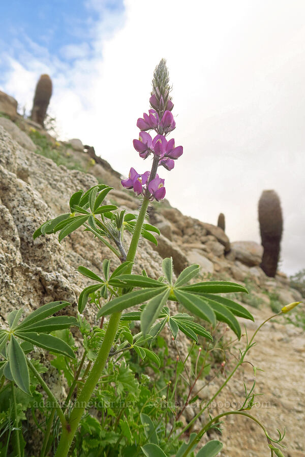 Arizona lupine (Lupinus arizonicus) [Mountain Palm Springs, Anza-Borrego Desert State Park, San Diego County, California]