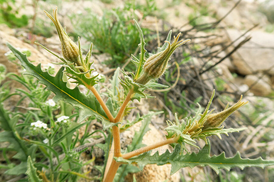 hairy blazing-star, budding (Mentzelia hirsutissima) [Mountain Palm Springs, Anza-Borrego Desert State Park, San Diego County, California]