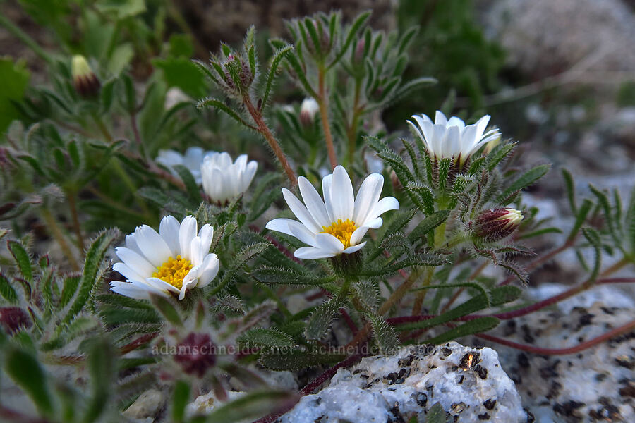 Mojave desert stars (Monoptilon bellioides) [Mountain Palm Springs, Anza-Borrego Desert State Park, San Diego County, California]