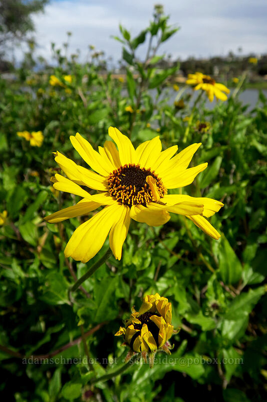 California brittlebush (bush sunflower) (Encelia californica) [Famosa Slough, San Diego, San Diego County, California]