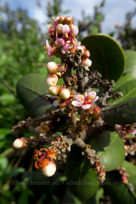 lemonade-berry (Rhus integrifolia) [Famosa Slough, San Diego, San Diego County, California]