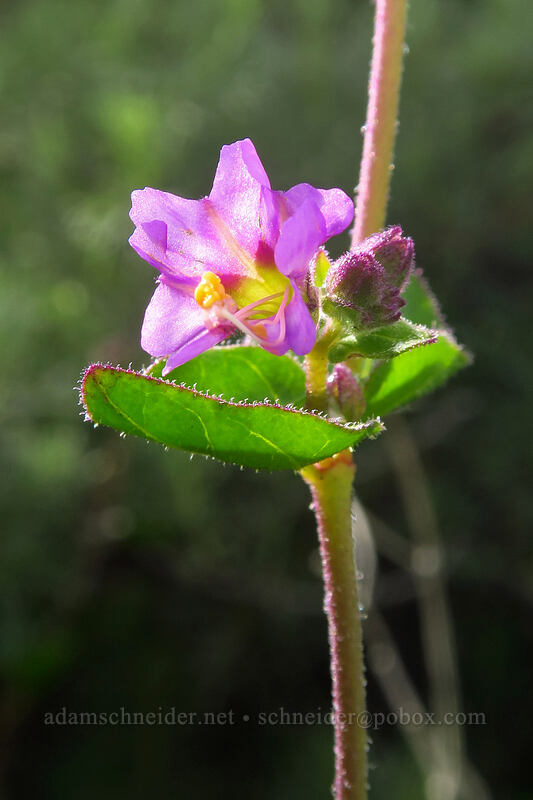 California four-o'-clock (wishbone bush) (Mirabilis laevis var. crassifolia) [Famosa Slough, San Diego, San Diego County, California]