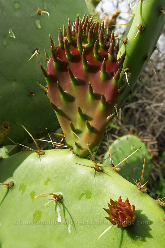 coastal prickly-pear cactus (Opuntia littoralis) [Famosa Slough, San Diego, San Diego County, California]