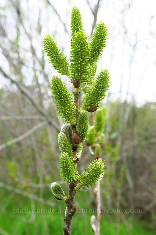 arroyo willow (Salix lasiolepis) [Famosa Slough, San Diego, San Diego County, California]