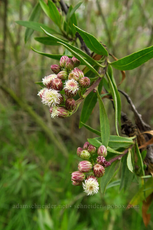 mule-fat (Baccharis salicifolia) [Famosa Slough, San Diego, San Diego County, California]