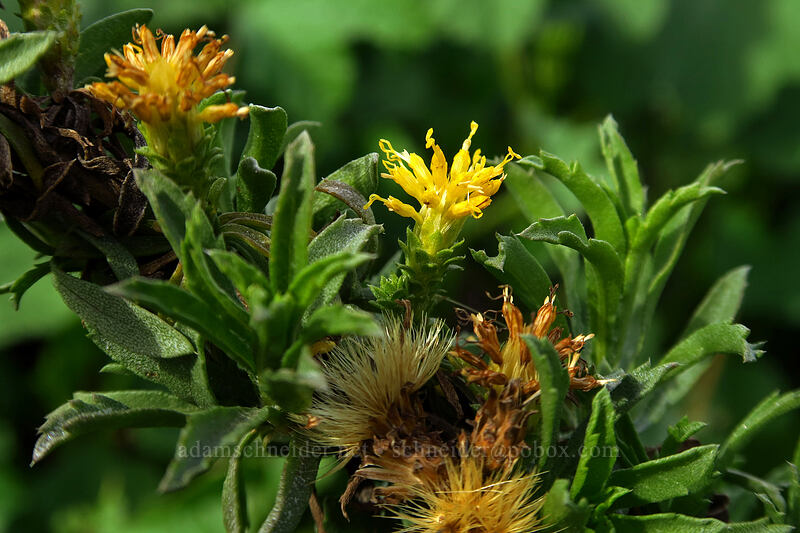 Menzies' goldenbush (Isocoma menziesii) [Famosa Slough, San Diego, San Diego County, California]