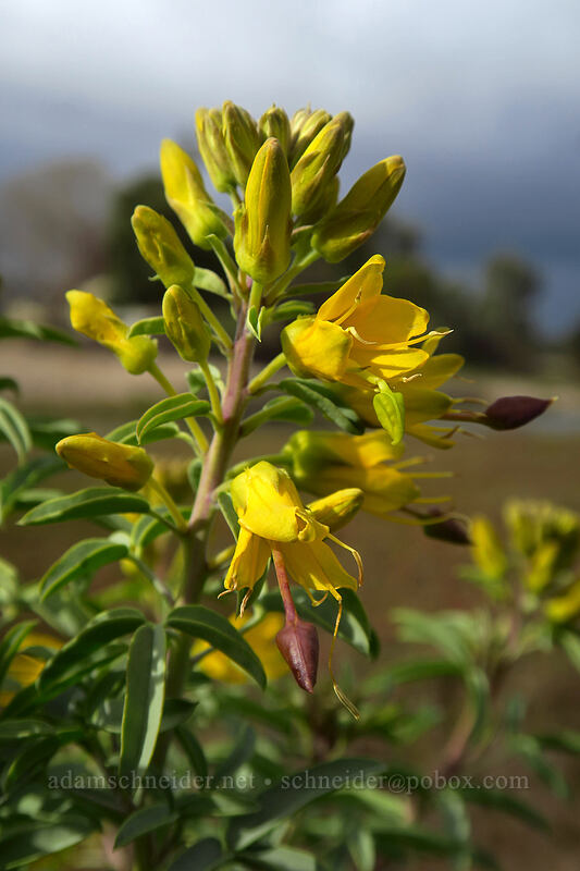 bladderpod spider-flower (Cleomella arborea (Peritoma arborea) (Cleome isomeris)) [Famosa Slough, San Diego, San Diego County, California]