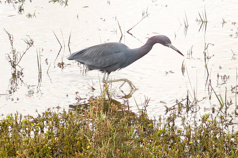 little blue heron (Egretta caerulea) [Famosa Slough, San Diego, San Diego County, California]