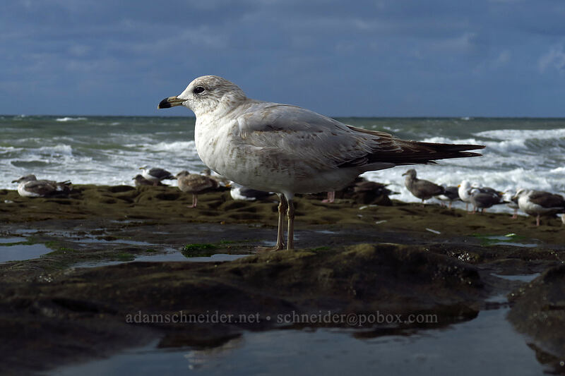 California gull (Larus californicus) [Sunset Cliffs Boulevard, San Diego, San Diego County, California]