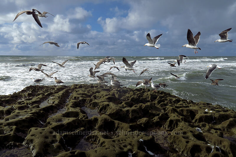 western gulls & Heermann's gulls (Larus occidentalis, Larus heermanni) [Sunset Cliffs Boulevard, San Diego, San Diego County, California]