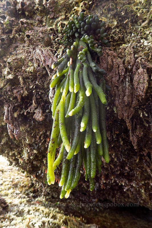 dead man's fingers (sea staghorn) (Codium fragile) [Sunset Cliffs Natural Park, San Diego, San Diego County, California]