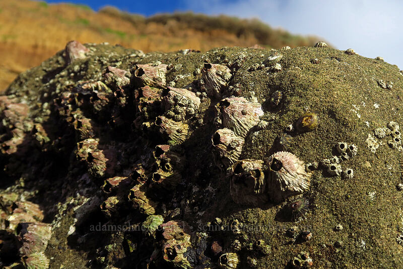 red thatched barnacles (Tetraclita rubescens) [Sunset Cliffs Natural Park, San Diego, San Diego County, California]
