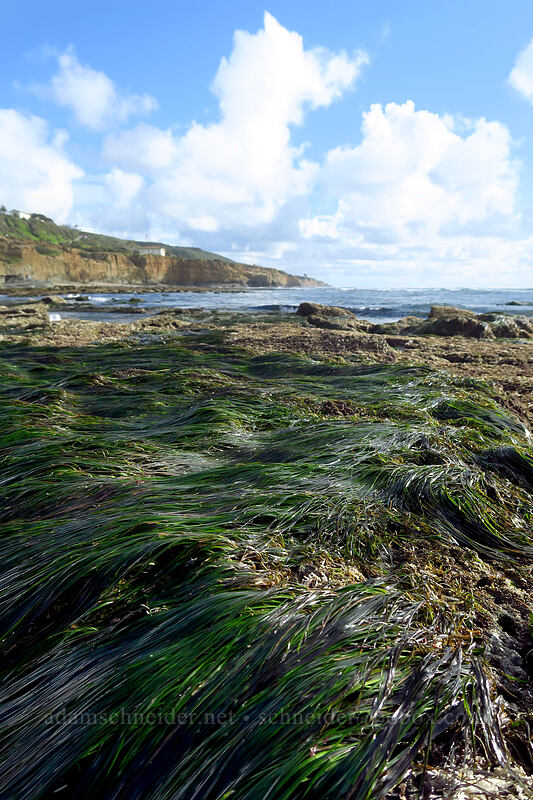 surf-grass (Phyllospadix sp.) [Sunset Cliffs Natural Park, San Diego, San Diego County, California]