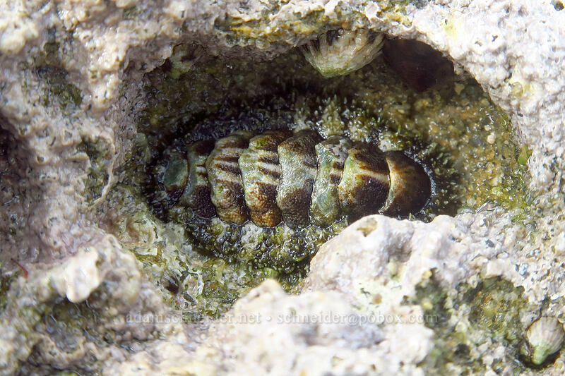 southern spiny chiton (Nuttallina fluxa) [Sunset Cliffs Natural Park, San Diego, San Diego County, California]