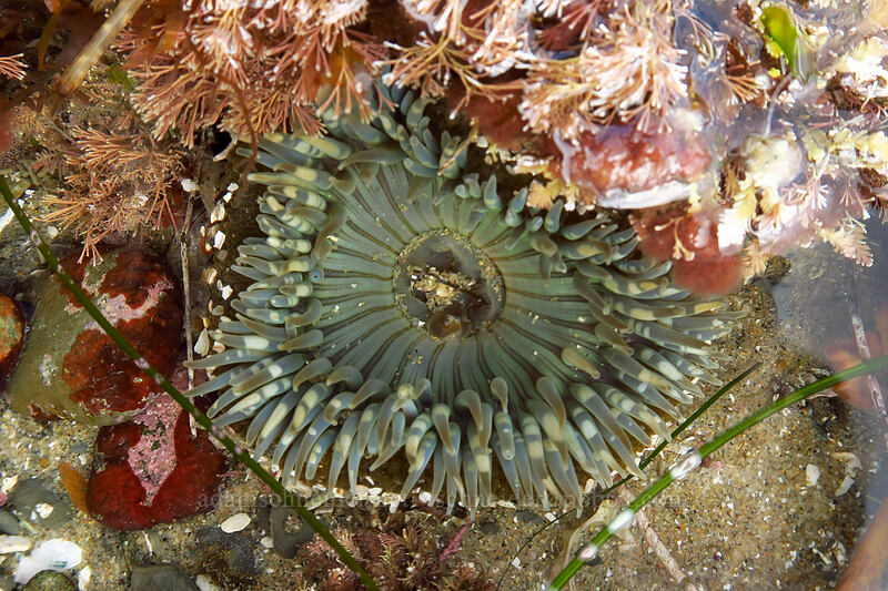solitary green anemone (Anthopleura sola) [Sunset Cliffs Natural Park, San Diego, San Diego County, California]