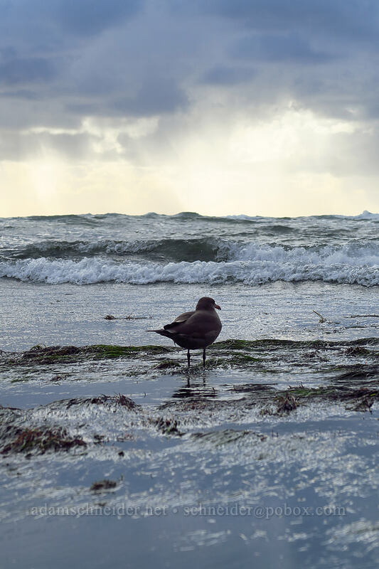 Heermann's gull (Larus heermanni) [Sunset Cliffs Natural Park, San Diego, San Diego County, California]