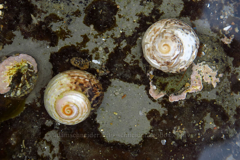 blue-band hermit crabs (Pagurus samuelis) [Sunset Cliffs Natural Park, San Diego, San Diego County, California]