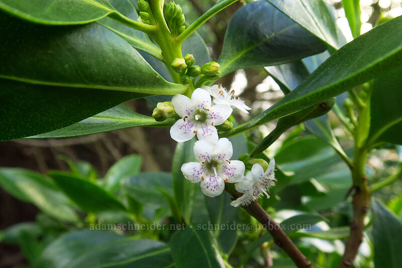 ngaio tree (Myoporum laetum) [Sunset Cliffs Natural Park, San Diego, San Diego County, California]