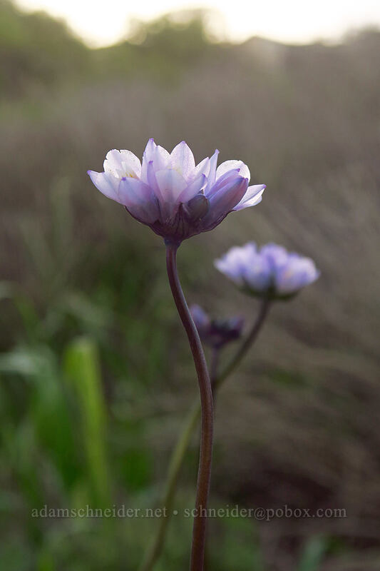 blue dicks (Dipterostemon capitatus (Dichelostemma capitatum)) [Sunset Cliffs Natural Park, San Diego, San Diego County, California]