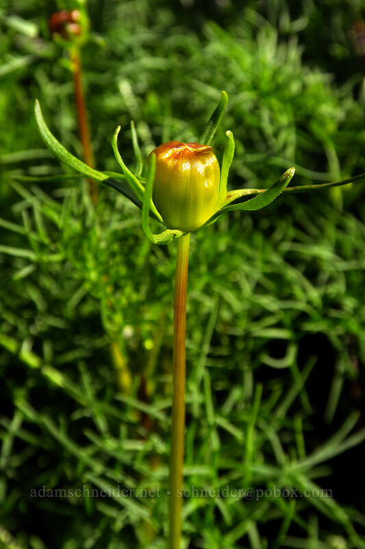 sea dahlia, budding (Leptosyne maritima (Coreopsis maritima)) [Scripps Coastal Reserve, La Jolla, San Diego County, California]
