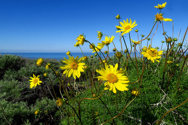 sea dahlias (Leptosyne maritima (Coreopsis maritima)) [Scripps Coastal Reserve, La Jolla, San Diego County, California]