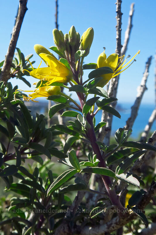 bladderpod spider-flower (Cleomella arborea (Peritoma arborea) (Cleome isomeris)) [Scripps Coastal Reserve, La Jolla, San Diego County, California]