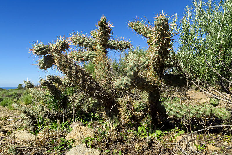 coastal cholla (Cylindropuntia prolifera (Opuntia prolifera)) [Scripps Coastal Reserve, La Jolla, San Diego County, California]
