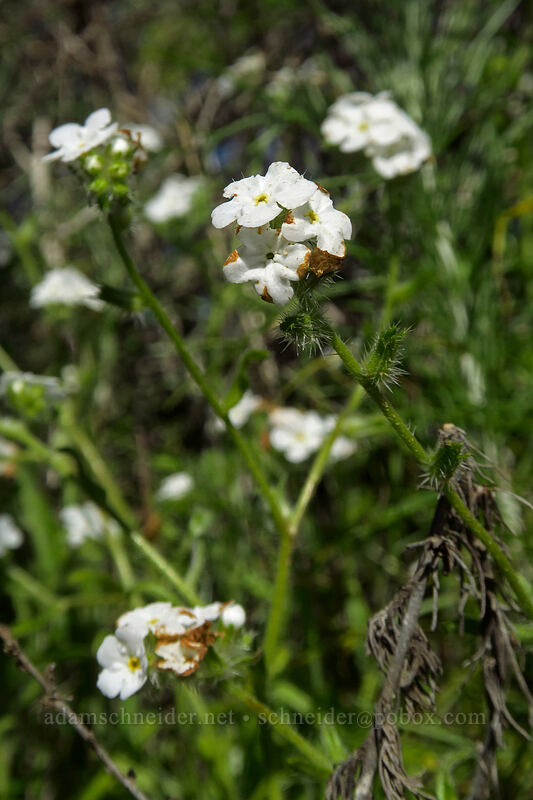 cryptantha (Cryptantha sp.) [Scripps Coastal Reserve, La Jolla, San Diego County, California]