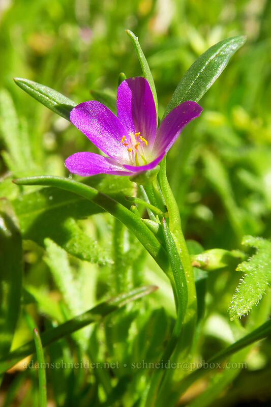 red maids (Calandrinia menziesii (Calandrinia ciliata)) [Scripps Coastal Reserve, La Jolla, San Diego County, California]