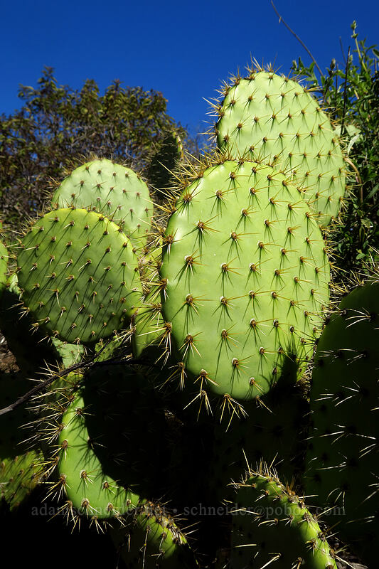 coastal prickly-pear cactus (Opuntia littoralis) [Torrey Pines State Natural Reserve Extension, San Diego, San Diego County, California]